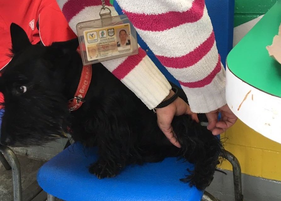 El objetivo de la campaña de salud es promover la esterilización como un método eficaz para evitar su reproducción desmedida. 