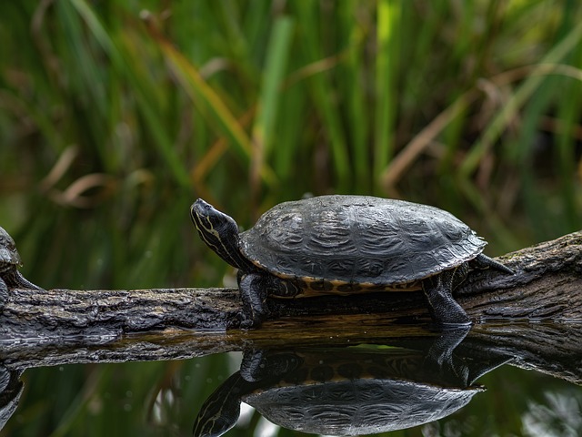 Todas las tortugas, aunque se vean sanas y limpias, pueden portar la bacteria de la salmonela.