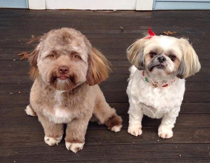 Yogi es un perrito de un año que se ha vuelto viral por su cara extrañamente humana.