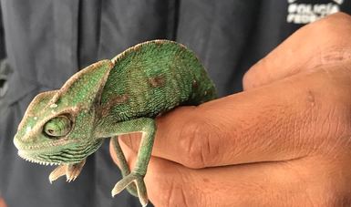 La Profepa aseguró siete camaleones, dos tortugas y una rana.