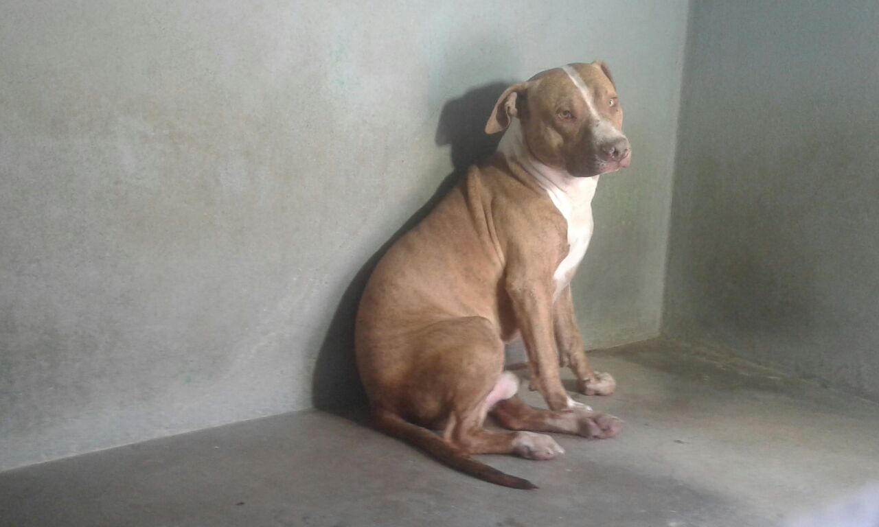 Canino involucrado en morder a un presunto ladrón que trató de robar en la 10 de mayo.