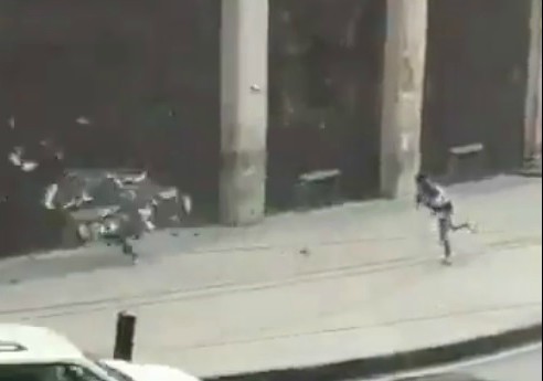 El hombre lanza una red para atrapar a las palomas.