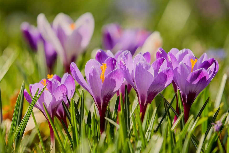 En la primavera, la luz del sol, las temperaturas cálidas y los días más largos favorecen el estado de ánimo.