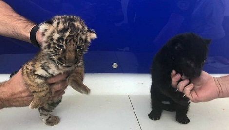 Los cachorros se encontraban en cajas de madera.