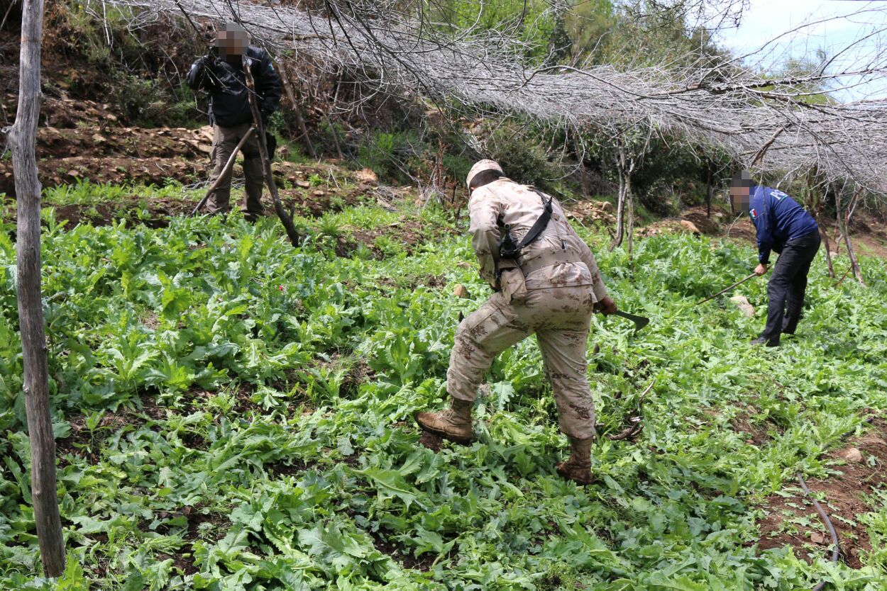 Durante recorridos de vigilancia, militares localizaron los nueve terrenos en los que había sembradíos de droga.