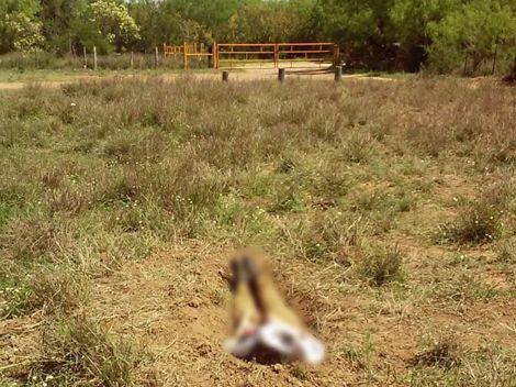A pesar de que la tía lo identificó plenamente, el cadáver fue trasladado en calidad de NN al anfiteatro del hospital Universitario.
