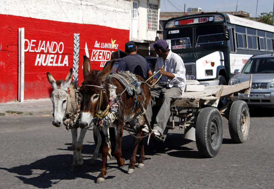 La idea es crear normas para el cuidado de burros y caballos. 
