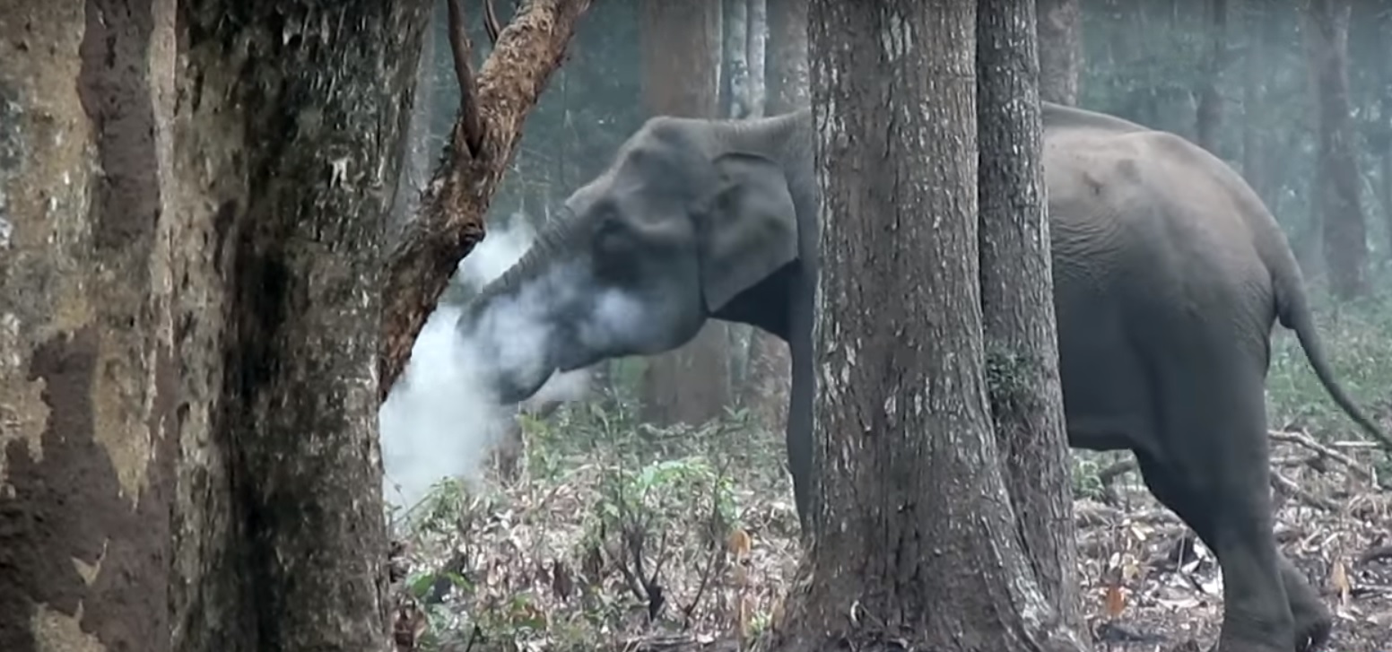 El elefante fue grabado por investigadores de WCS en la India.