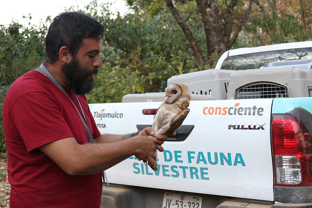 Las reubicaciones de ejemplares de fauna silvestre, se llevan a cabo con el fin de mantener el equilibrio de los ecosistemas.