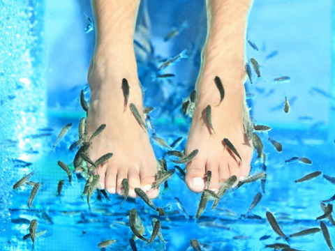 Te decimos si los pedicure con peces son seguros. 