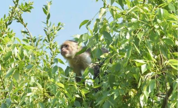 Al lugar llegó la Unidad de Brigada de Rescate Animal para atrapar al animal.