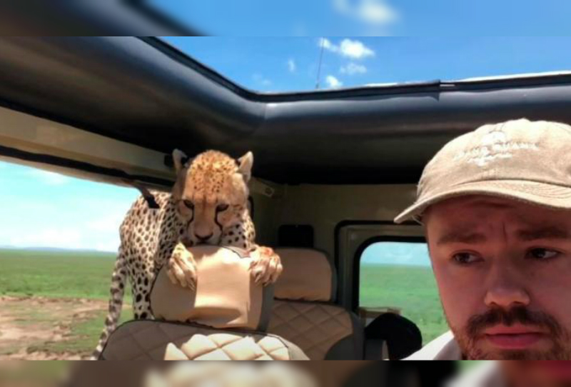 Dos chitas hicieron pasar el susto de su vida a turistas estadunidenses. 