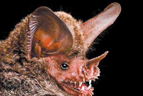 El murciélago hematófago "Desmodus rotundusx". 