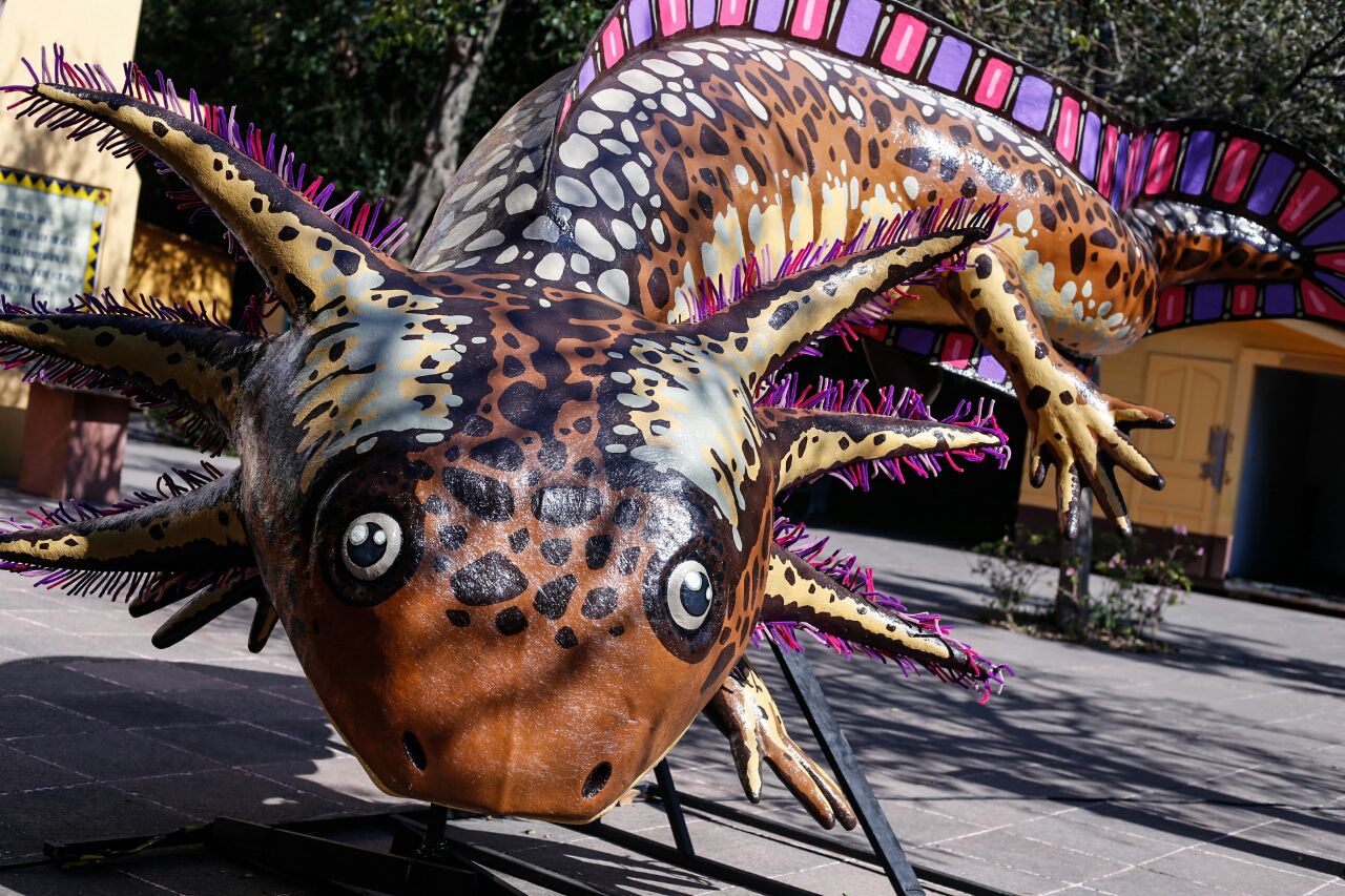 La exposición busca crear conciencia sobre los animales que están en peligro de extinción, como el ajolote.