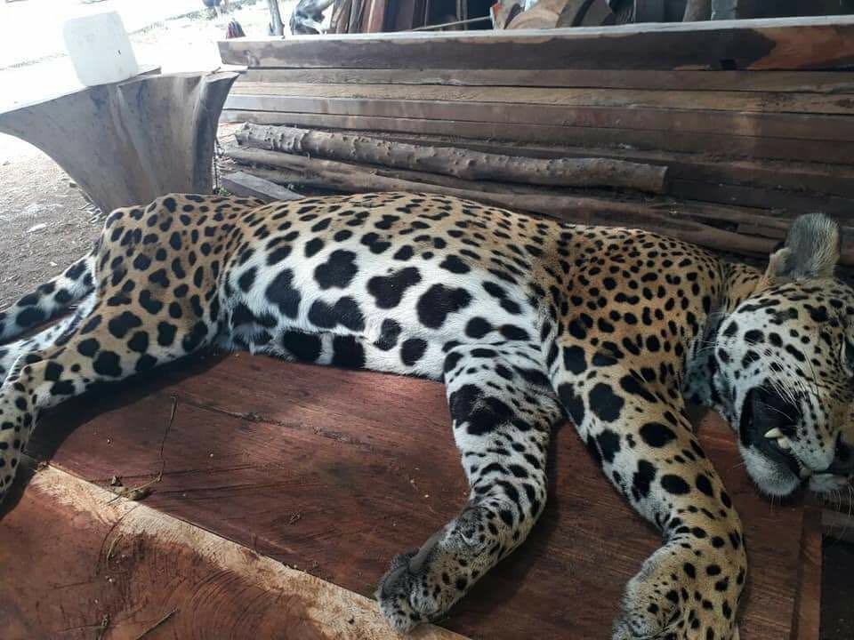 El cadáver del jaguar tenía lesiones provocadas por arma de fuego.