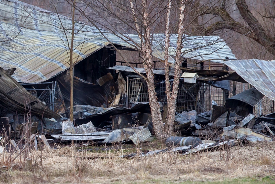 Unos 30 perros murieron al incendiarse una guardería canina en Michigan.