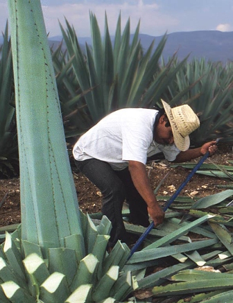 En el estado, anualmente se cosechan 150 toneladas, que son 10% de los agaves sembrados.