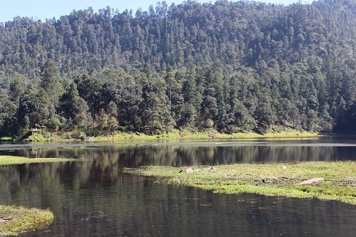 Los recursos forestales de la entidad estarán al cuidado de la dependencia mexiquense. 
