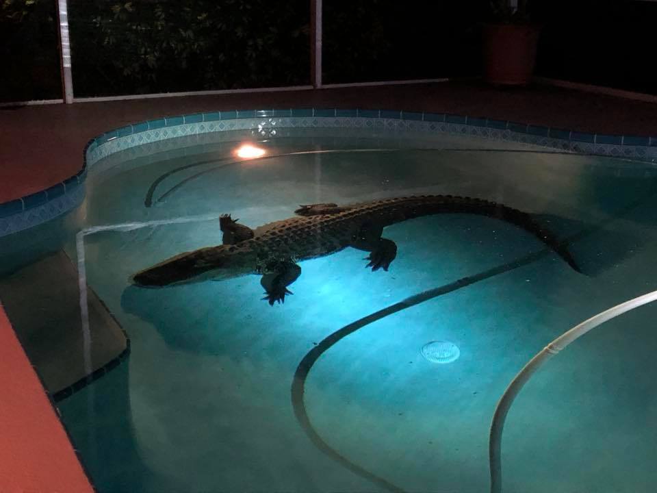 La Comisión de Conservación de Pesca y Vida Silvestre de Florida advirtió que el aumento en la temperatura en la zona debido a la proximidad del veran