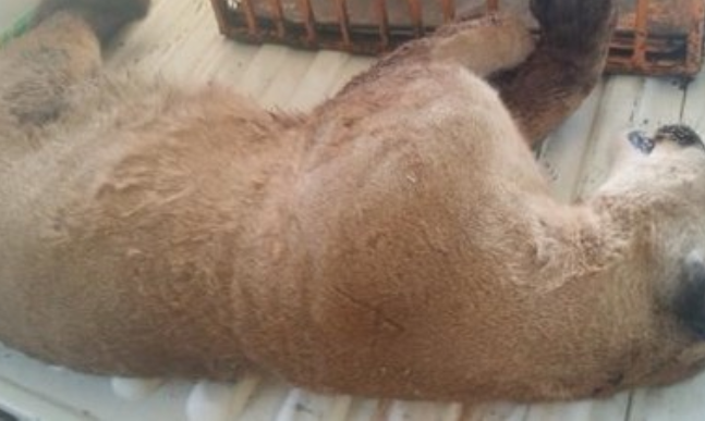 Se informó que el animal tenía alrededor de un año de edad. 