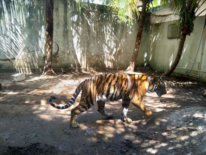 El tigre de bengala estaba atado a una palma con una cadena metálica.