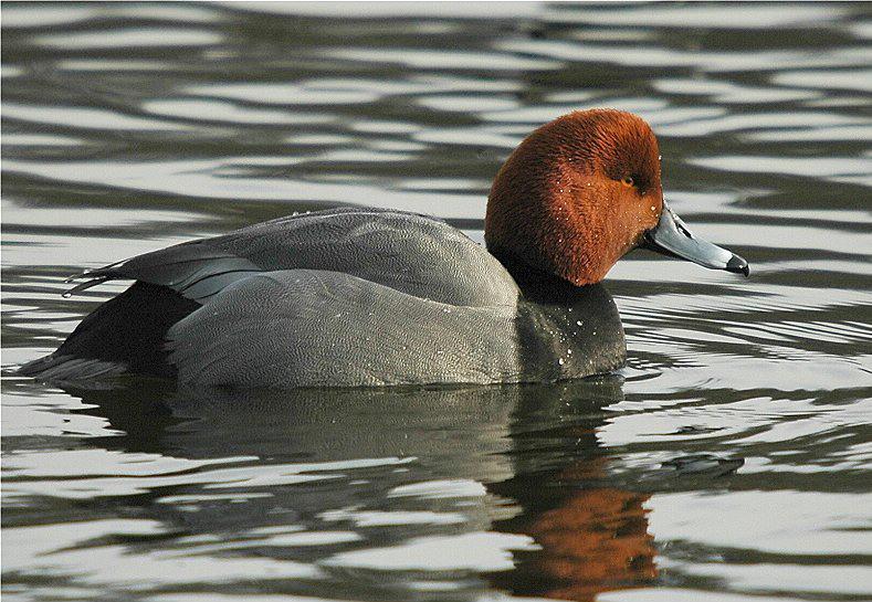 Buscan conservar la población de patos cabeza roja.