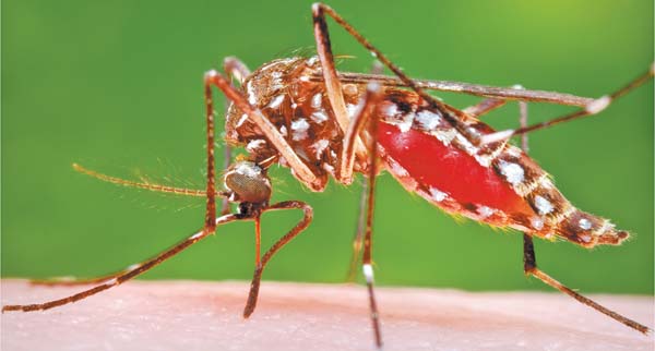 La infección se adquiere a través de la picadura del mosquito "Aedes aegypti" hembra, el mismo que transmite dengue, chikunguña y fiebre amarilla.