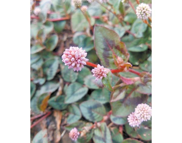 La flor "persicaria capitata", no nativa de México.