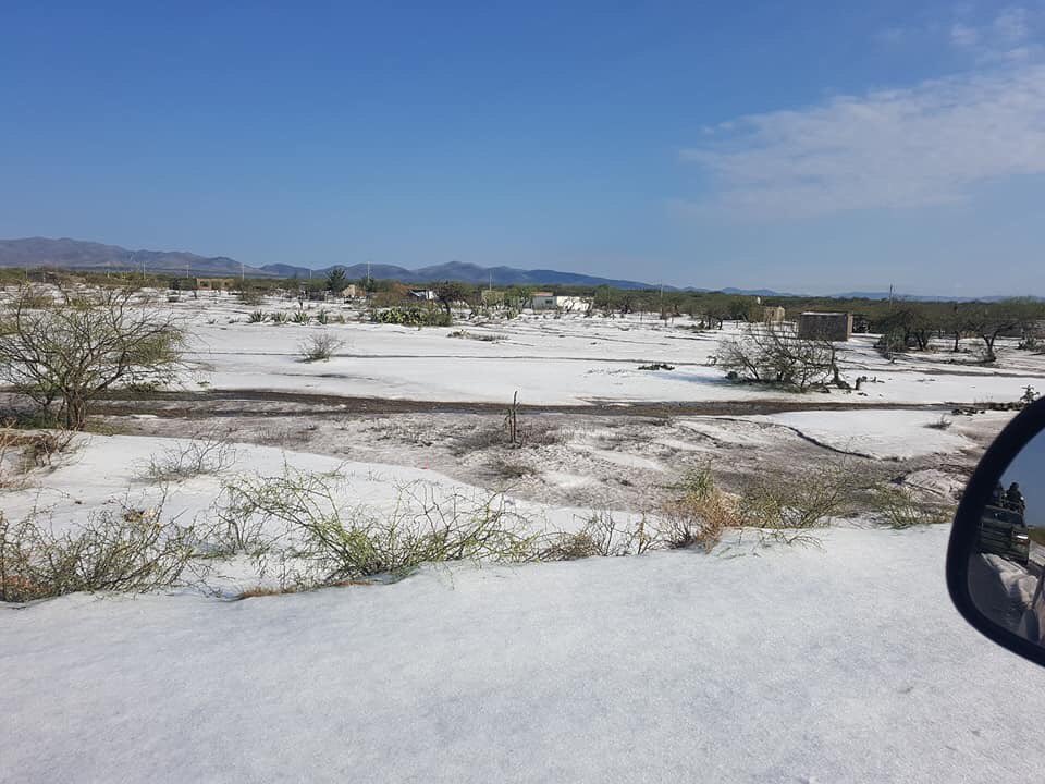 La granizada cayó el plena primavera.