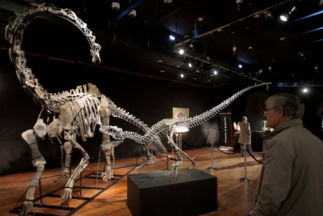 Un 'diplodocus' y un 'allosaurus' procedentes de Marruecos