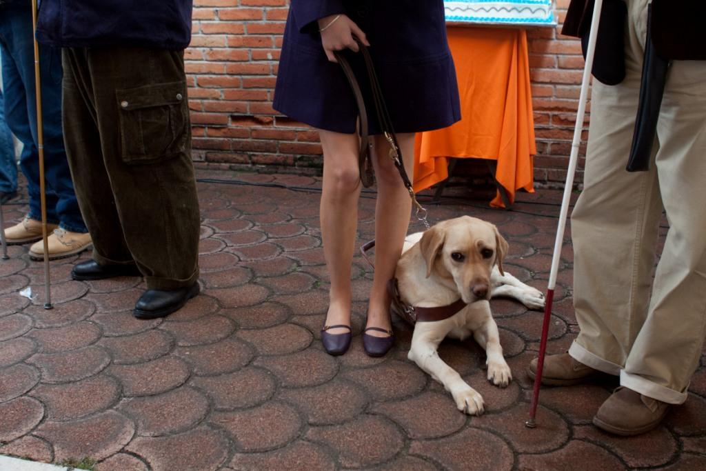 En el caso de los establecimientos del sector turístico, las personas pueden ingresar acompañados de sus perros guía a hoteles, campamentos, balneario