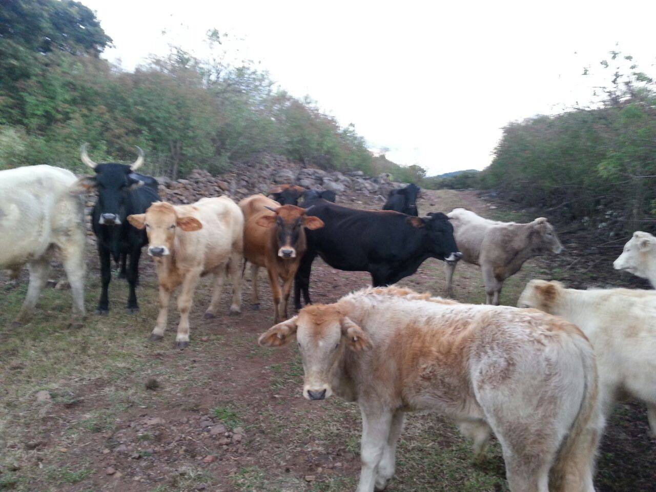 Mantendrá operativos especiales para evitar el abigeato.