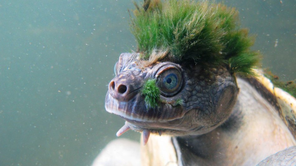 La tortuga sólo puede ser encontrada en el Río Mary en Queensland, Australia. 