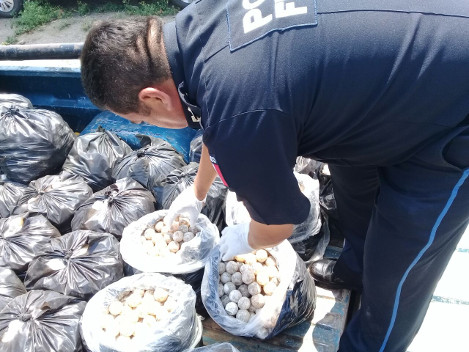 Este es el mayor aseguramiento de huevos que tortuga que la Policía Federal ha realizado.El conductor fue puesto a disposición del MP de la federación