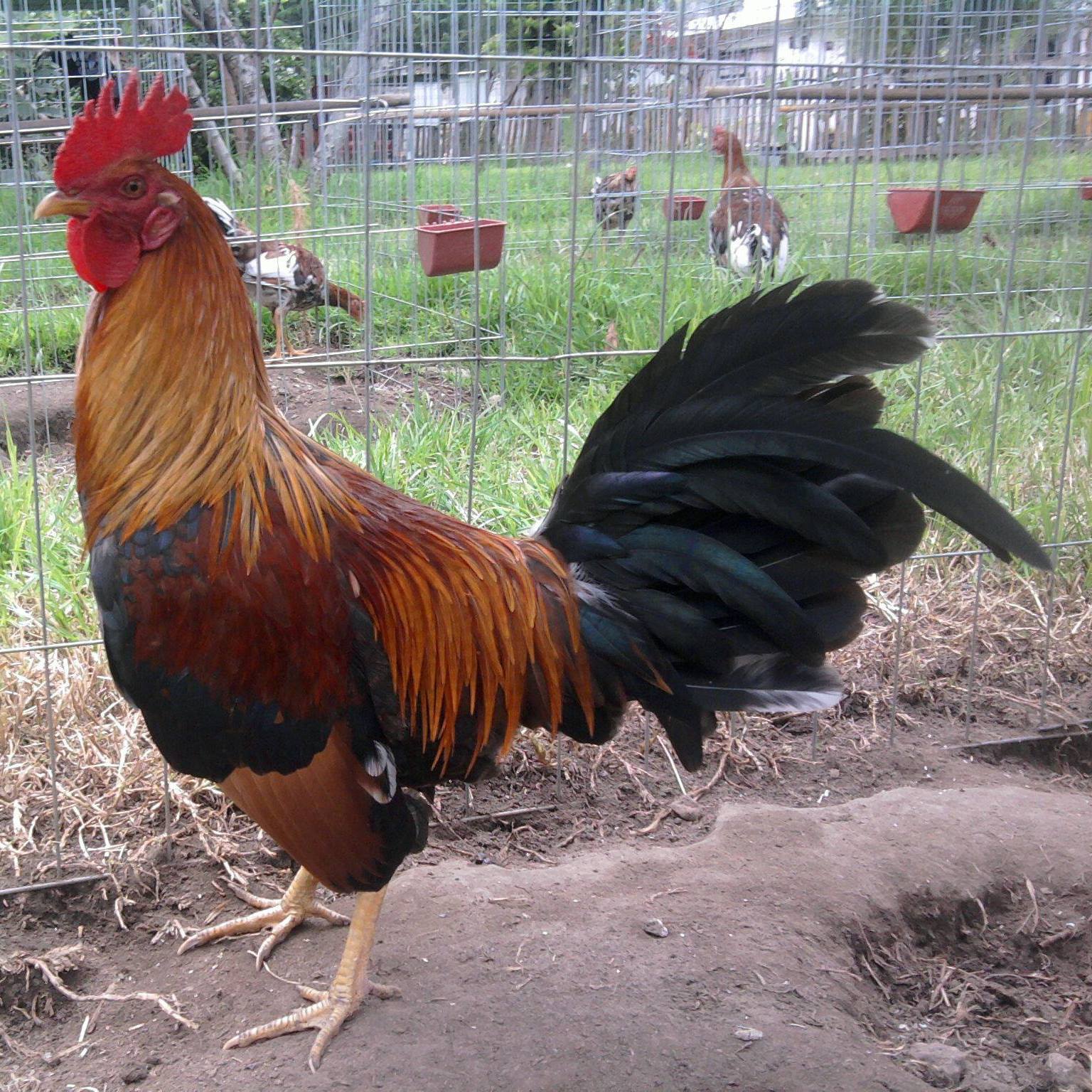 El Poder Legislativo Local declaró las peleas de gallos como Patrimonio Cultural Inmaterial del Estado de Tlaxcala.
