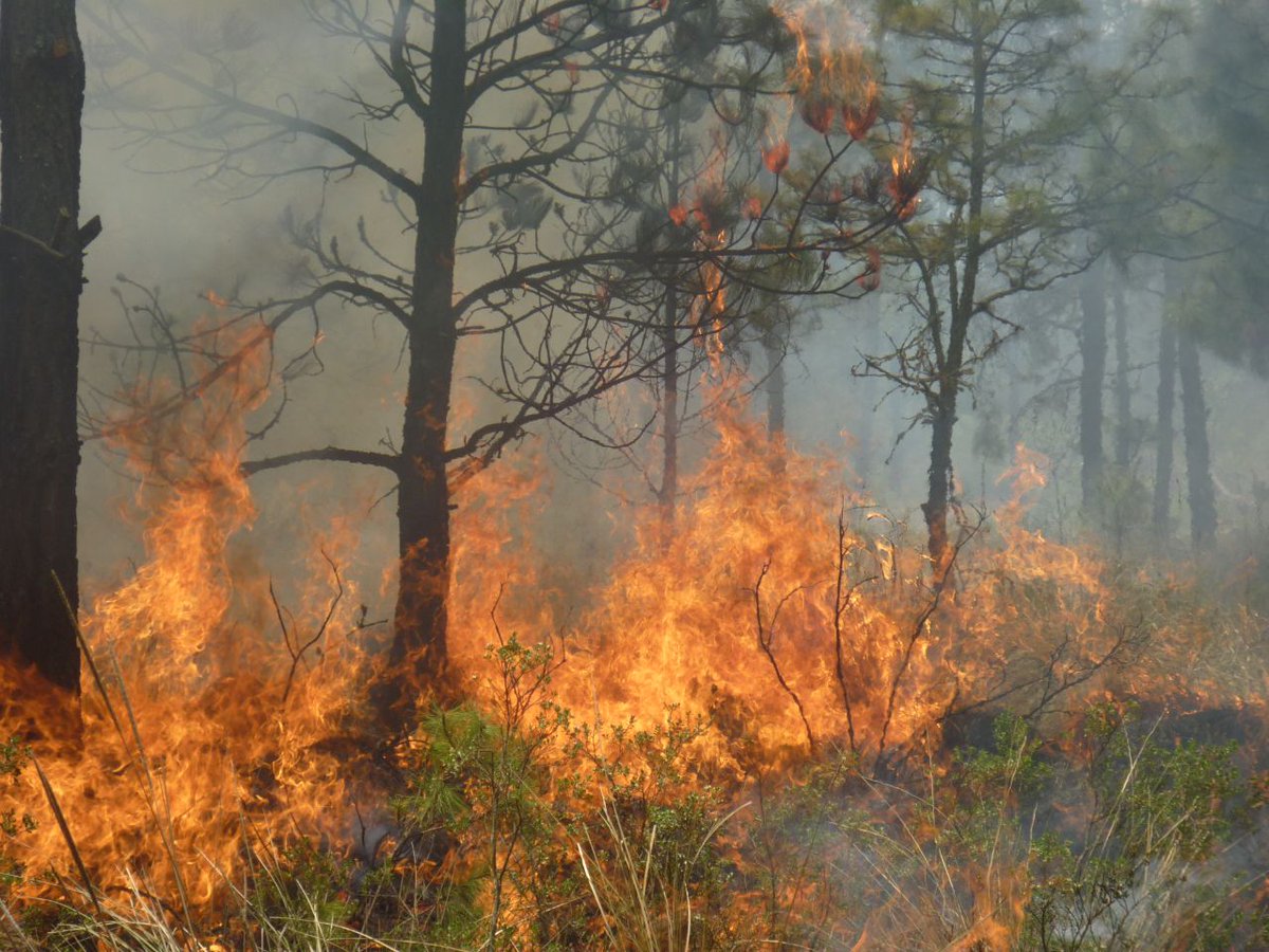 El incendio forestal se presentó en Capulaque, Chignahuapan