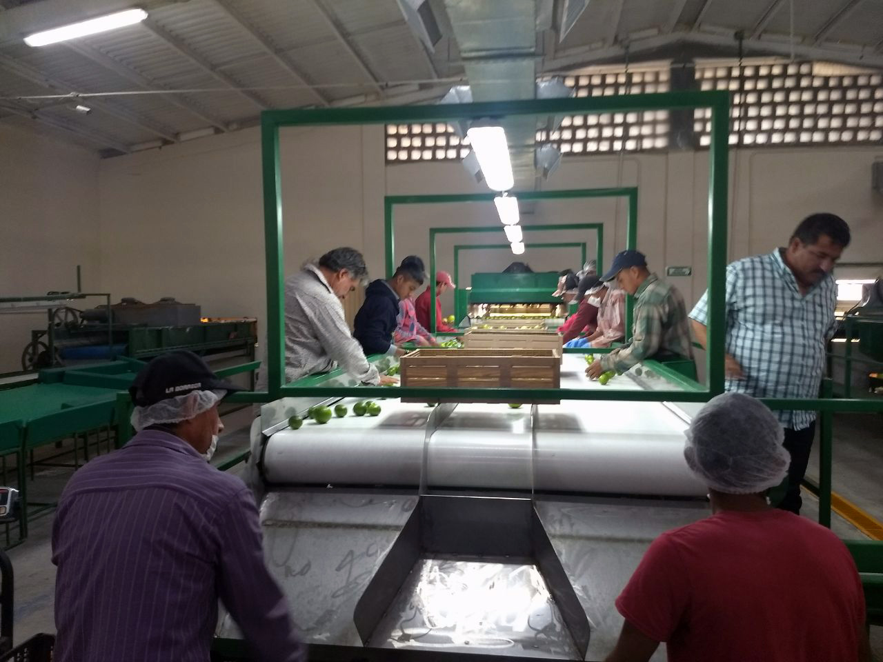 A nivel nacional hay unas 550 mil hectáreas para el cultivo de cítricos, informó Sagarpa. (Foto: Especial)