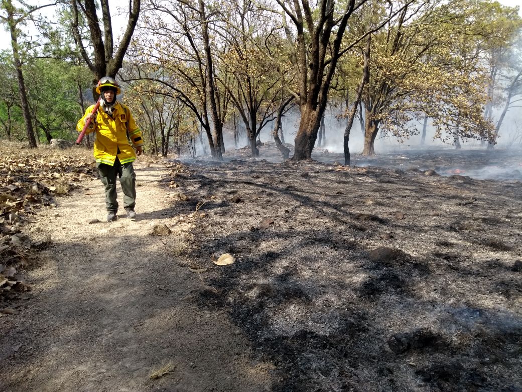 El combate al incendio se realizó de forma efectiva, aseguran (Especial)