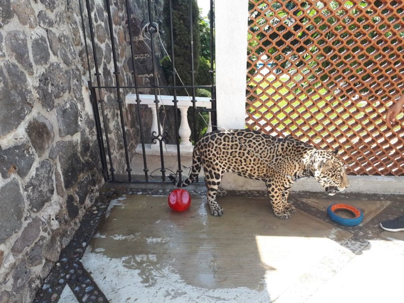 El jaguar estaba amarrado en el domicilio. (Profepa)