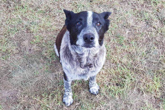 Max, un perro pastor ganadero australiano de 17 años estuvo con la niña durante toda la noche./ Queensland Police Service