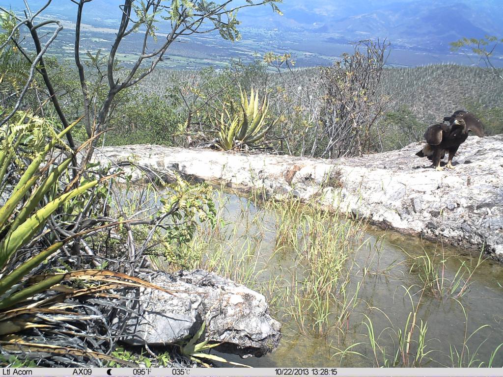 Campesinos de San José Miahuatlán, municipio donde también se aprecian esta especie, integraron grupos de vigilancia para la preservación de las águil
