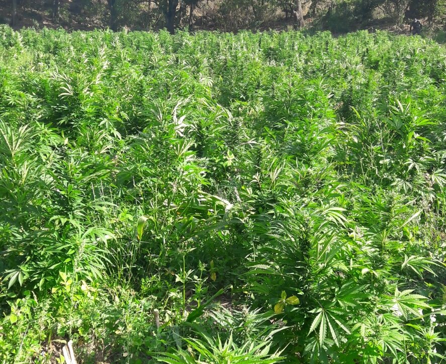 Localizan 15 plantíos y destruyen 833 mil plantas de mariguana. (Cortesía)