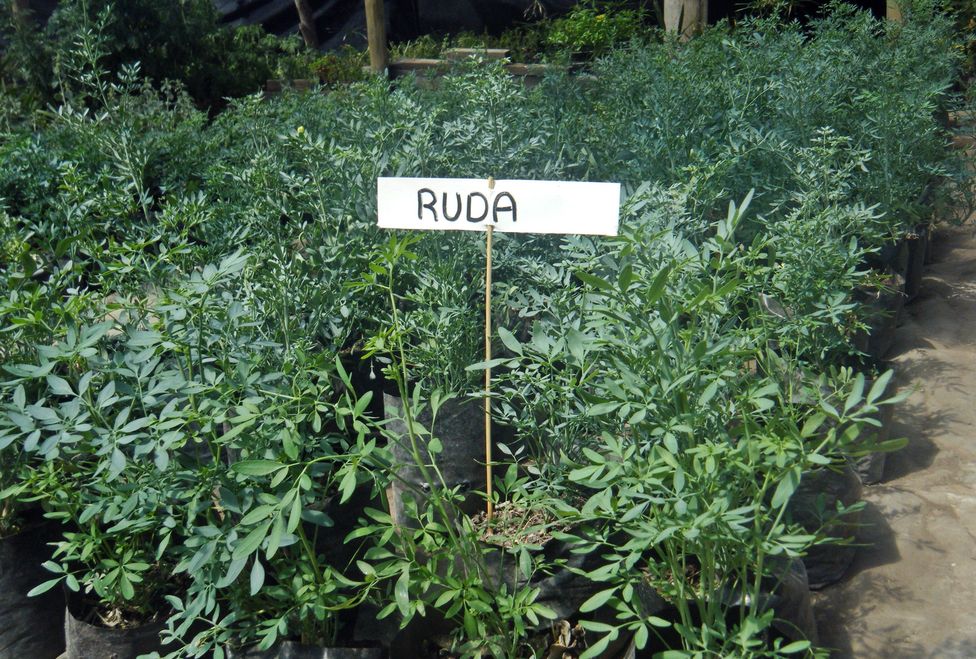 Plantas medicinales.