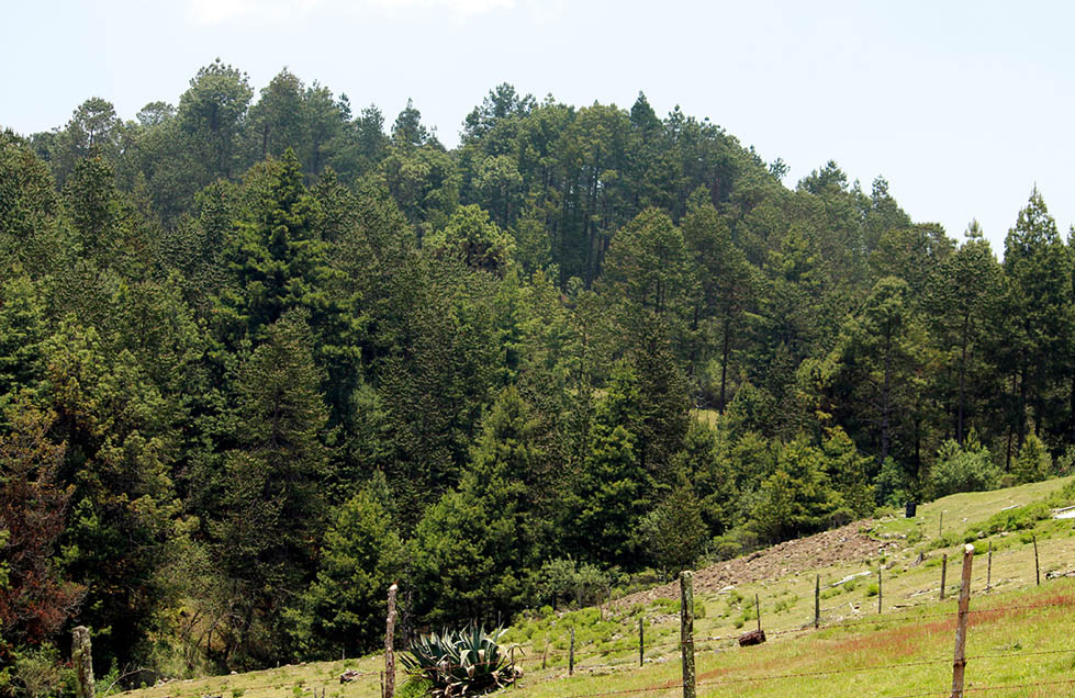 Otros incendios en el área han demostrado que luego del fuego, brotan nuevas plantas y árboles (Especial)
