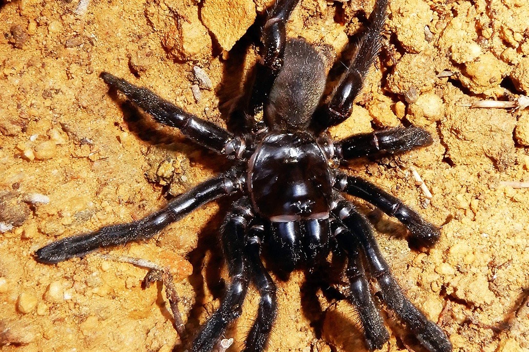 La araña más vieja del mundo falleció por la picadura de una avispa.