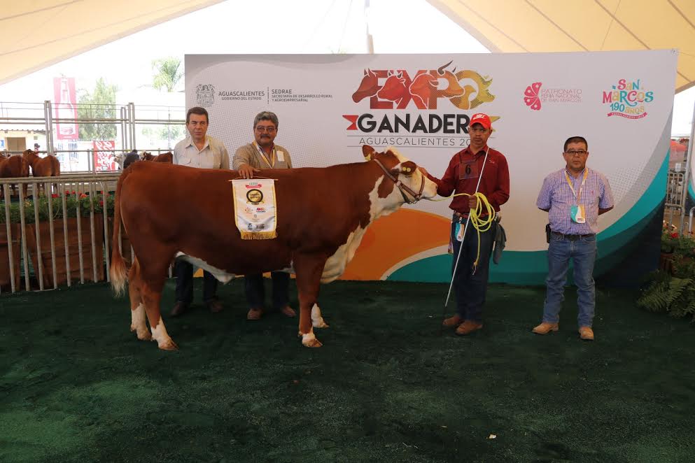 Se calificaron cinco razas de ganado bovino productor de carne en el marco del 85 aniversario de esta exposición