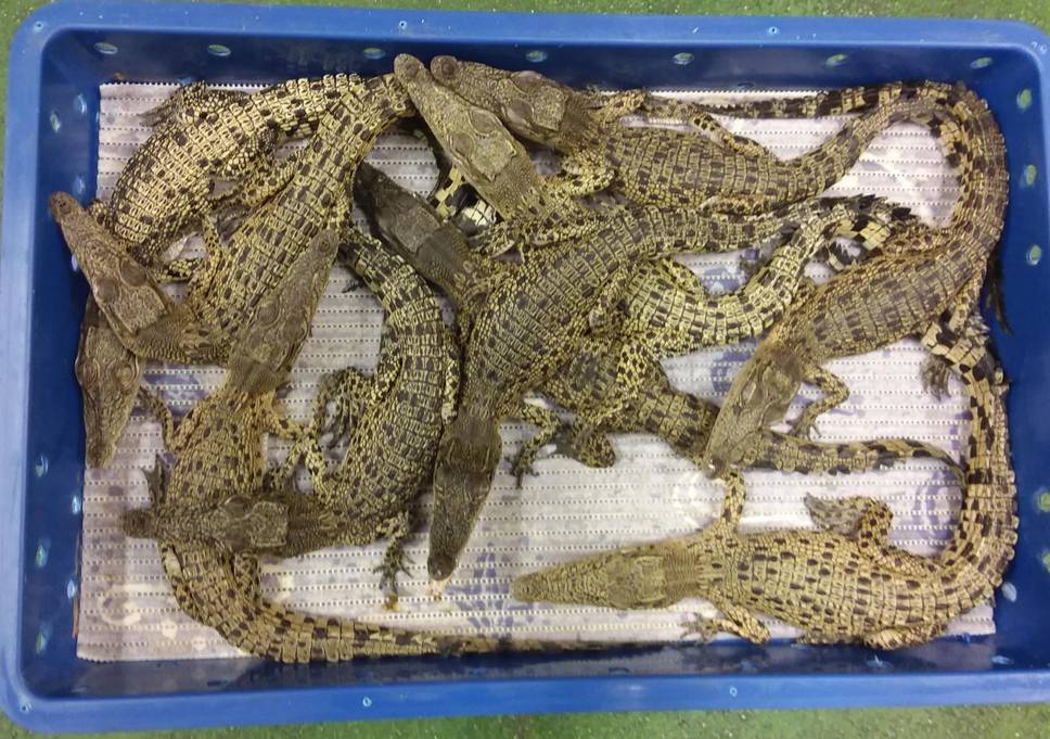 Cincuenta cocodrilos fueron asegurados en un aeropuerto de Londres. (Ministerio de Interior del Reino Unido)