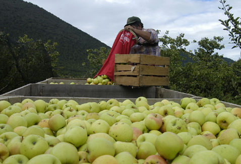 Se darán 2 mil 500 pesos por hectárea. (Milenio Digital/Archivo)