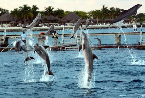 Los establecimientos tendrán de tres a seis meses para resguardara a los animales. (Archivo Cuartoscuro)