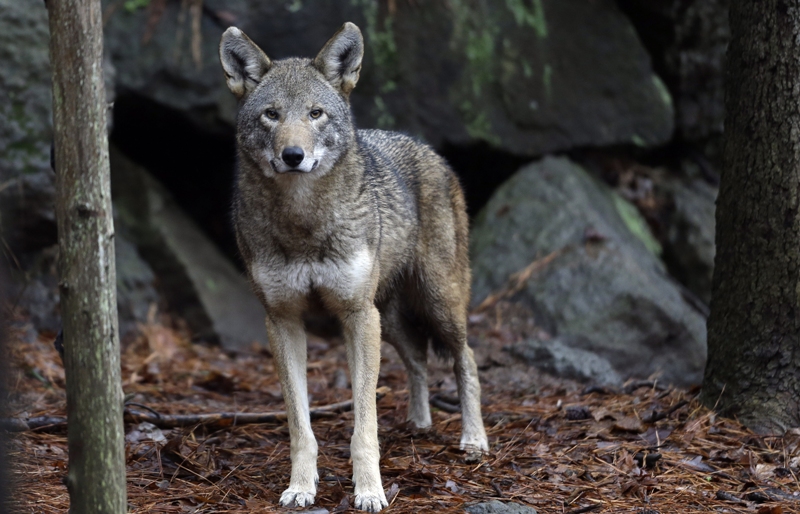 Hembra de lobo en EU. (AP/ Archivo)